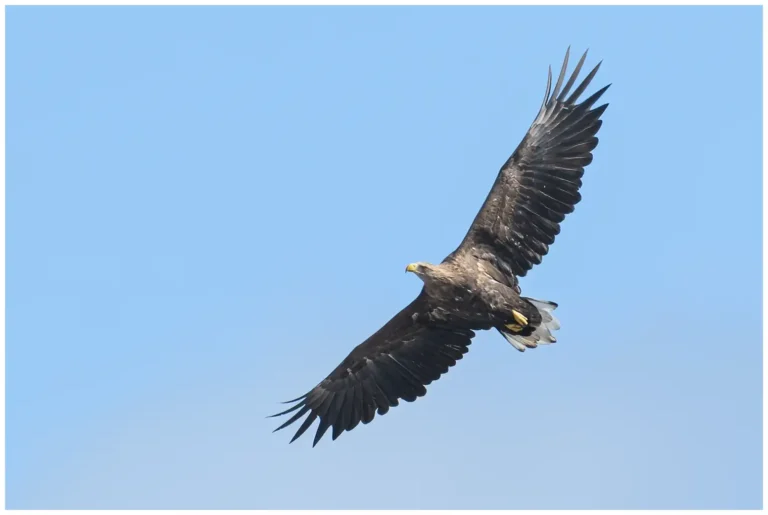 Havsörn - White-tailed Eagle Havsörn
