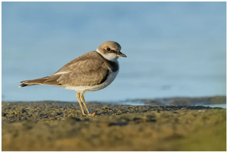 ungfågel mindre strandpipare