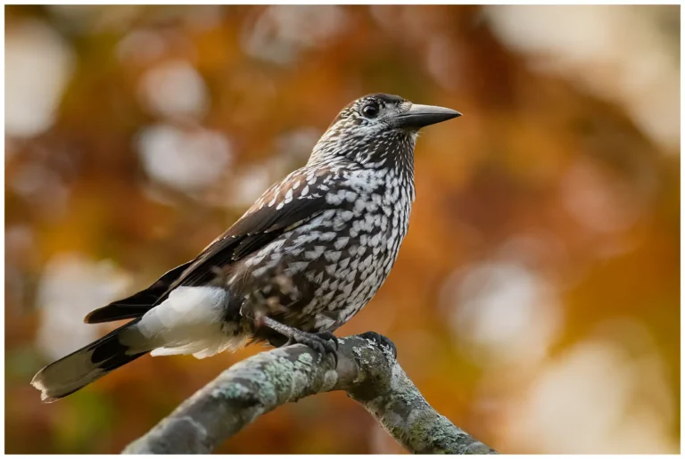 nötkråka - (spotted - nutcracker)