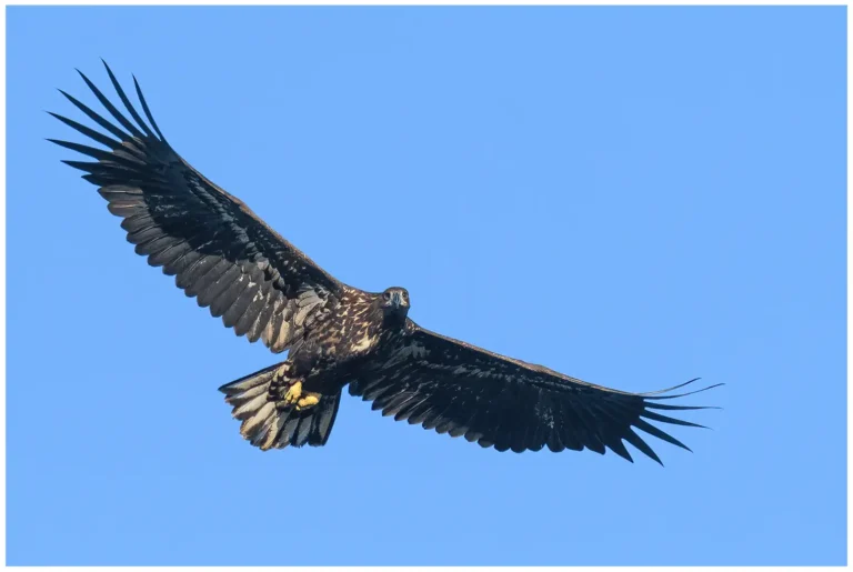 flygande ung havsörn