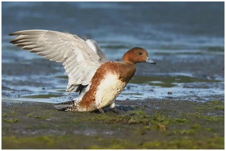 Bläsand - Eurasian Wigeon bläsand