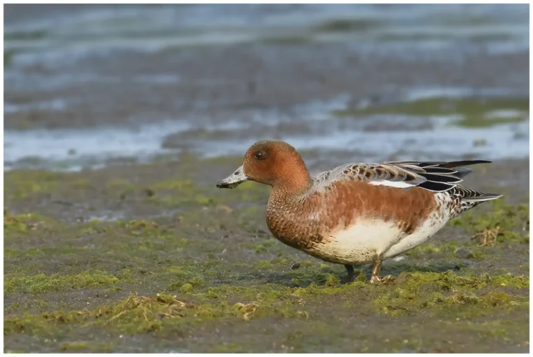 Bläsand - Eurasian Wigeon bläsand