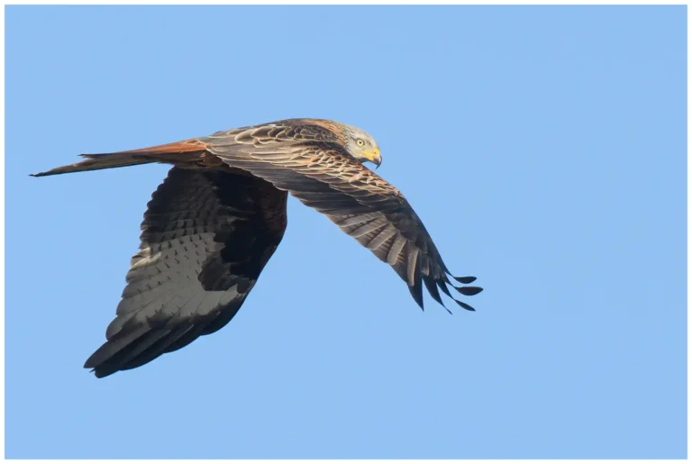 Röd Glada - Red Kite Röd Glada - Milvus milvus