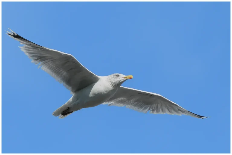Adult Gråtrut – Herring Gull