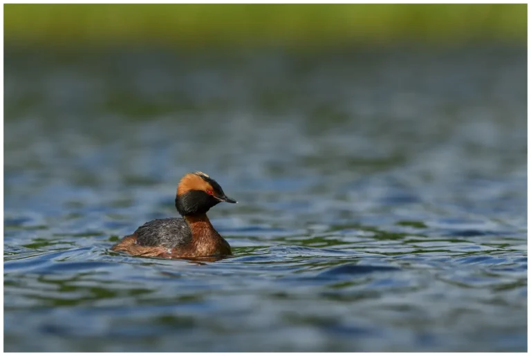 Svarthakedopping - Horned Grebe simmande svarthakedopping