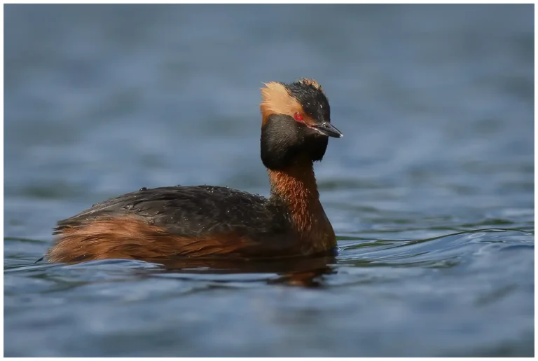 Svarthakedopping - Horned Grebe blöt svarthakedopping