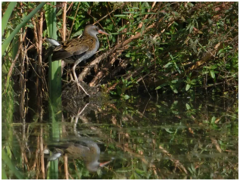 adult vatternrall