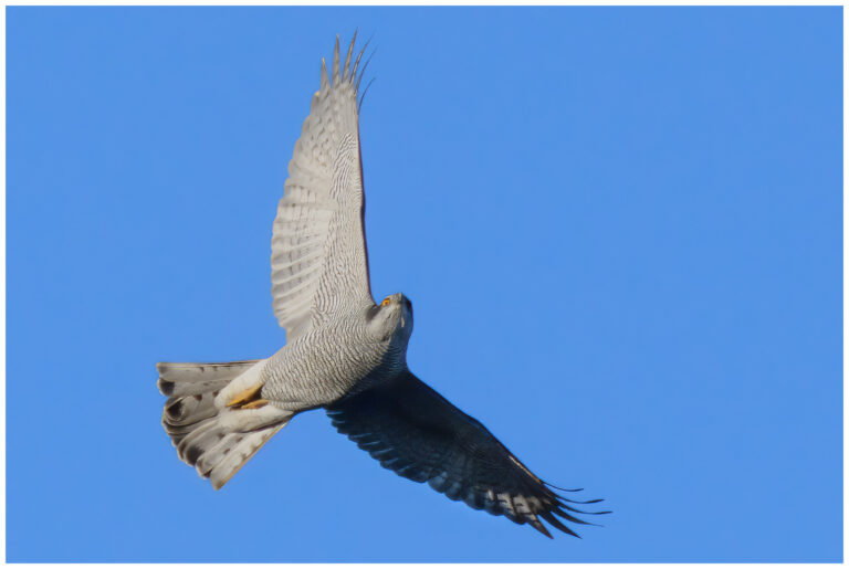 Duvhök - Northern Goshawk flying Northern Goshawk