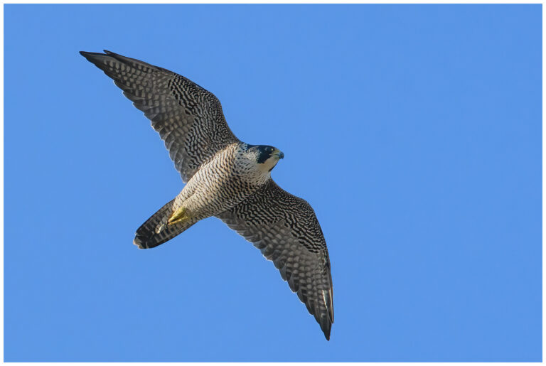 Pilgrimsfalk - Falco peregrinus adult