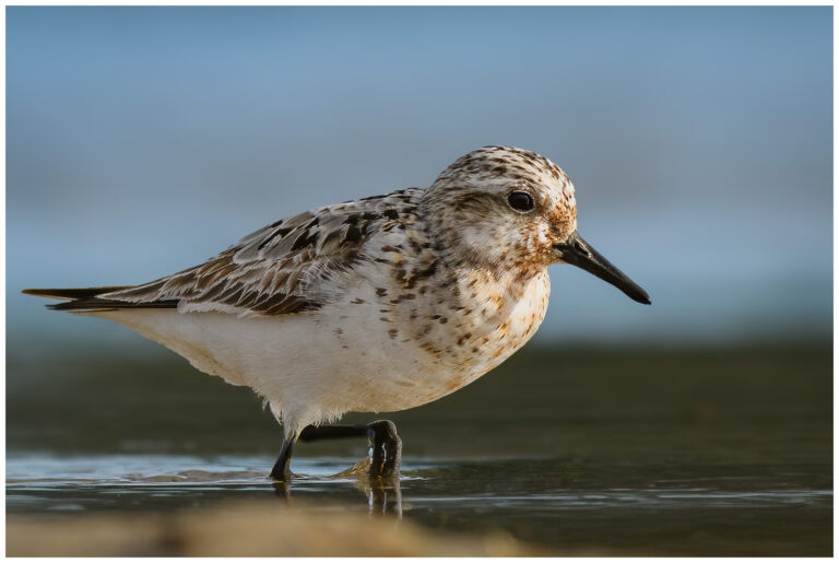 Sandlöpare - Sanderling sandlopare - (sanderling) letar mat