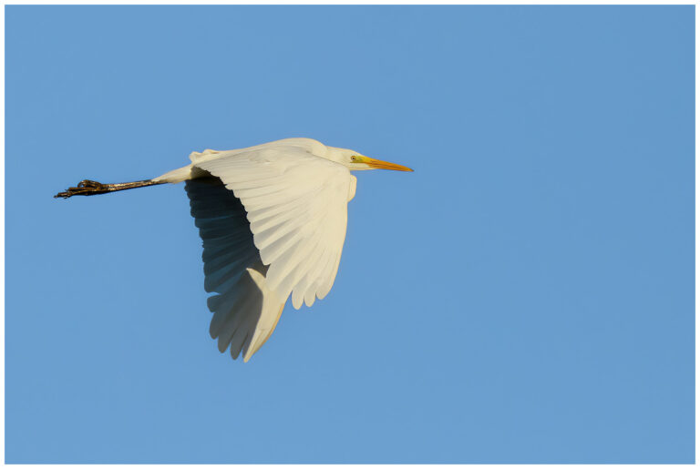Ägretthäger - Great white Heron flygande ägretthäger