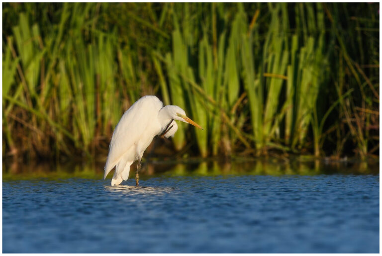 Ägretthäger - Great white Heron ägretthäger