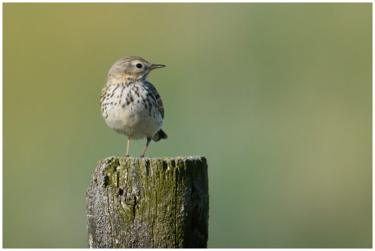 Ängspiplärka - Meadow Pipit ängspiplärka