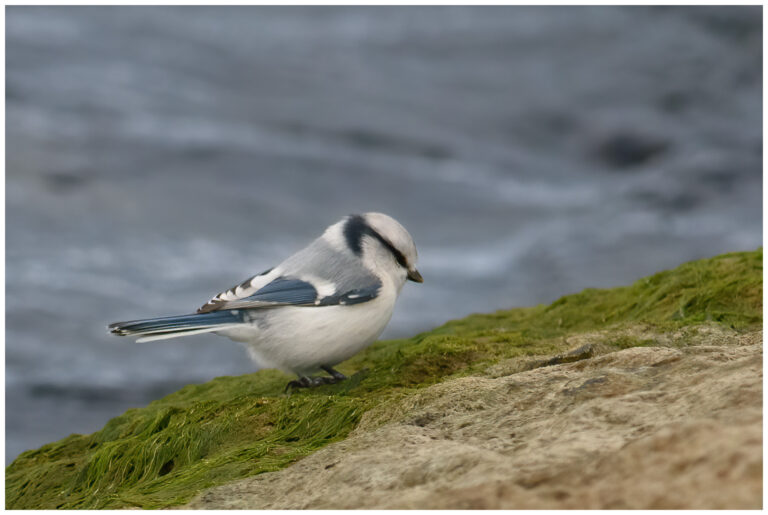 Azurmes - Azure Tit Azurmes - Cyanistes cyanus
