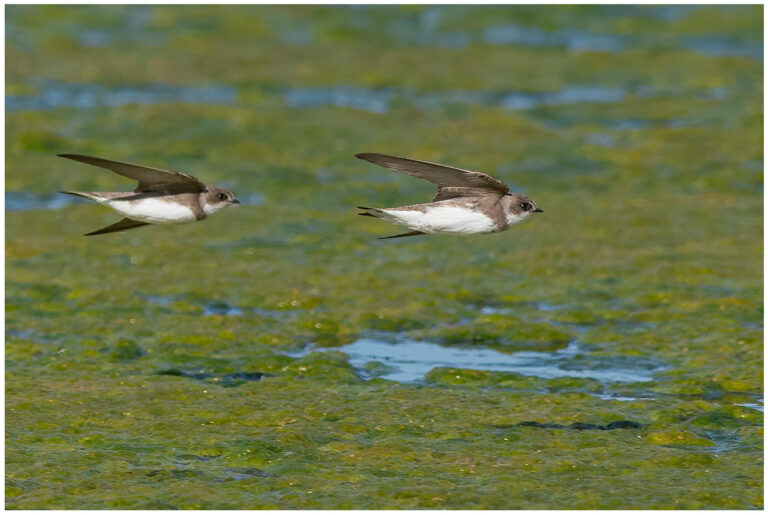 Backsvala - Sand Martin Backsvala - Riparia riparia