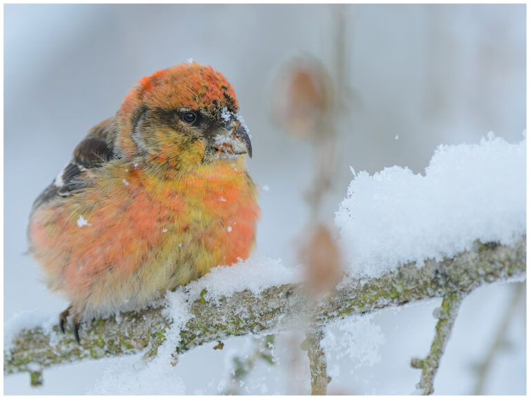 Bändelkorsnäbb - Two-barred Crossbill Bändelkorsnäbb - Loxia leucoptera