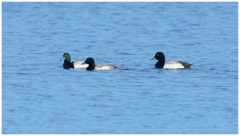 Bergand - Greater Scaup Bergand - Aythya marila