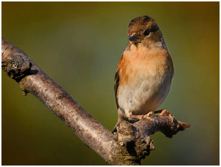 Bergfink - Brambling Bergfink - Fringilla montifringilla - hona