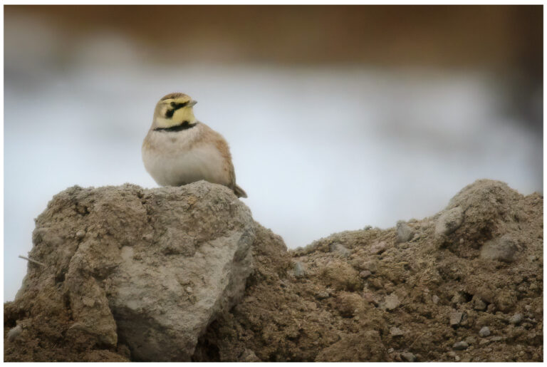 Berglärka - Horned Lark berglarka - (horned-lark)