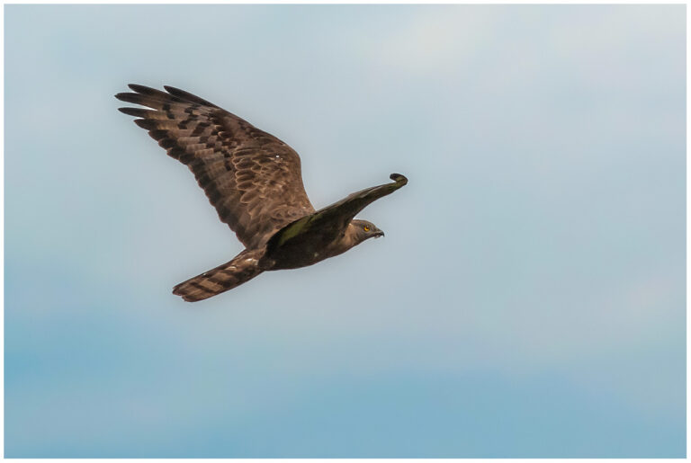 Bivråk - European Honey Buzzard Bivråk - Pernis apivorus