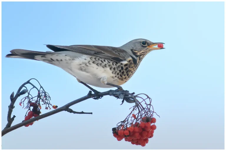 Björktrast - Fieldfare björktrast