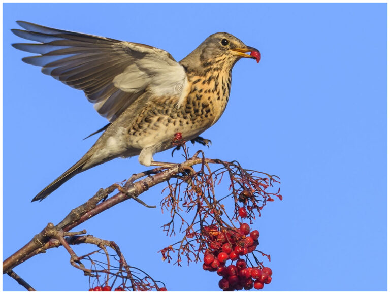 Björktrast - Fieldfare Björktrast - Turdus pilaris