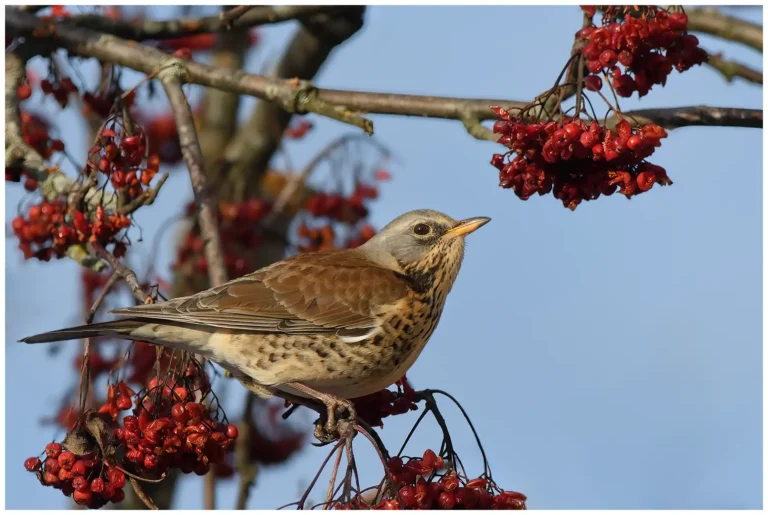Björktrast - Fieldfare björktrast i rönnbärsträd