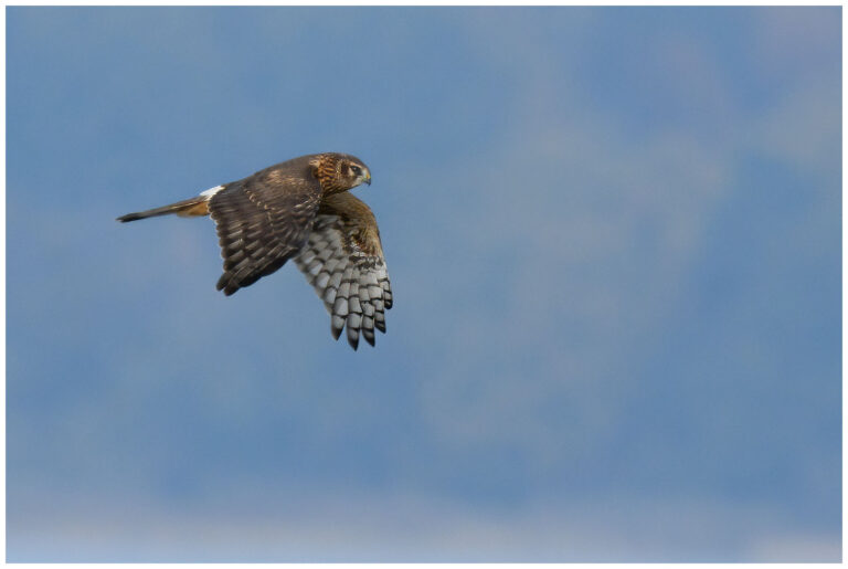 Blå Kärrhök - Hen Harrier Blå Kärrhök - Circus cyaneus