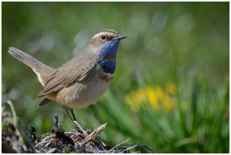 Blåhake - Bluethroat Blåhake - Luscinia svecica