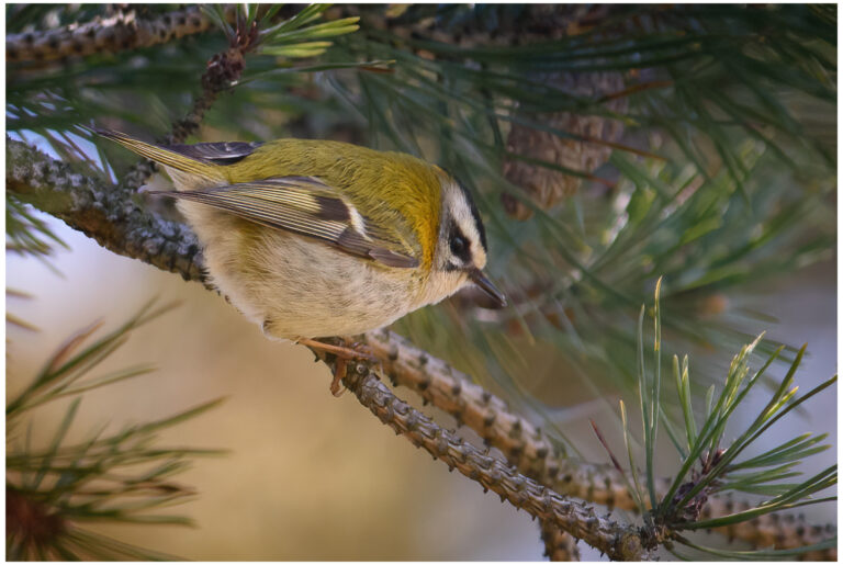 Brandkronad Kungsfågel - Firecrest brandkronad kungsfågel i en tall