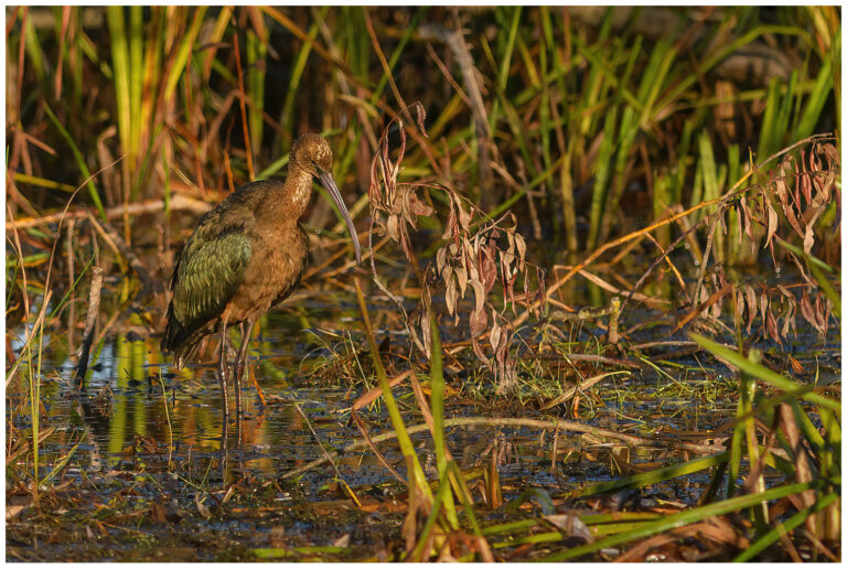 Bronsibis - Glossy Ibis bronsibis