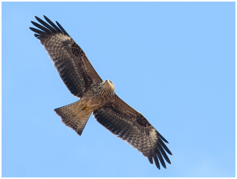 Brun Glada - Black Kite Brun Glada - (Black Kite) ungfågel