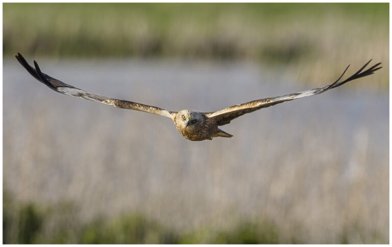 Brun Kärrhök - Western Marsh Harrier Brun Kärrhök - Circus aeruginosus - hane