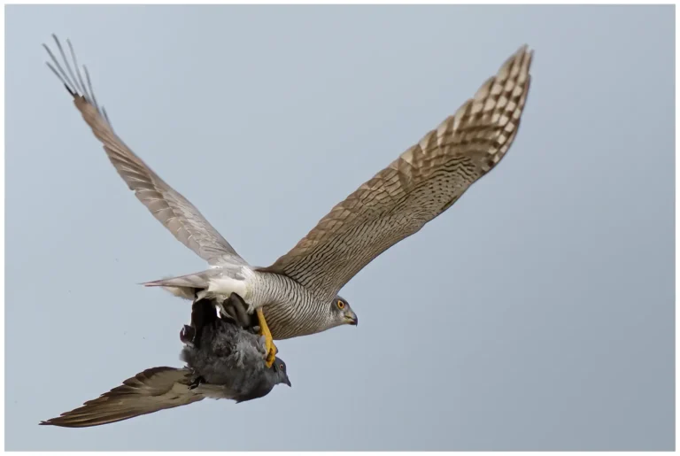 Duvhök - Northern Goshawk duvhök fångat en tamduva