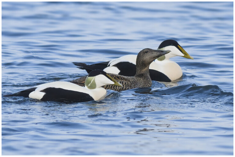 Ejder - Common Eider Ejder - (Common Eider) - hona och hanar
