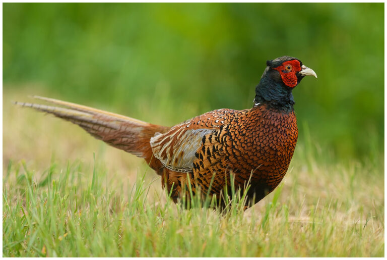Fasan - Common Pheasant Fasan - (Common Pheasant)