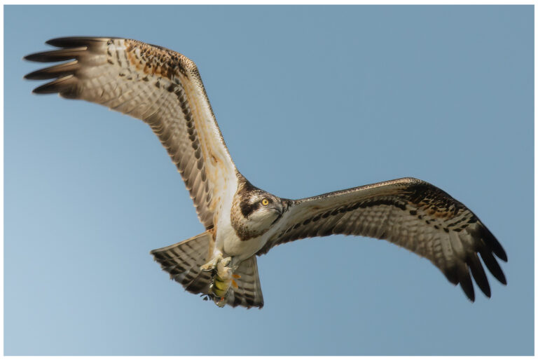 Fiskgjuse - Osprey fiskgjuse - (osprey) med fisk i klorna