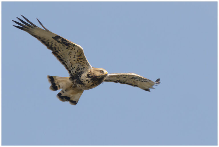 Fjällvråk - Rough-legged Buzzard fjällvråk som flyger
