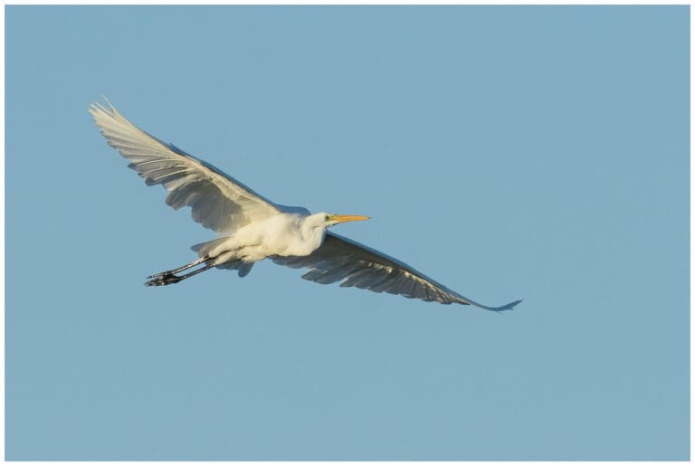 Ägretthäger - Great white Heron flygande ägretthäger