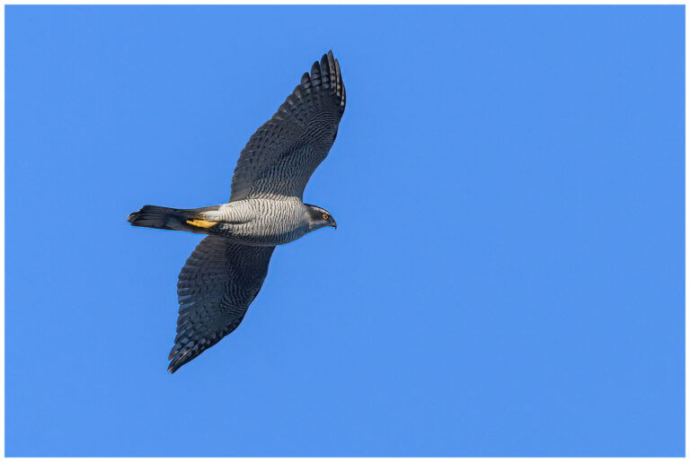 Duvhök - Northern Goshawk duvhök - Northern Goshawk