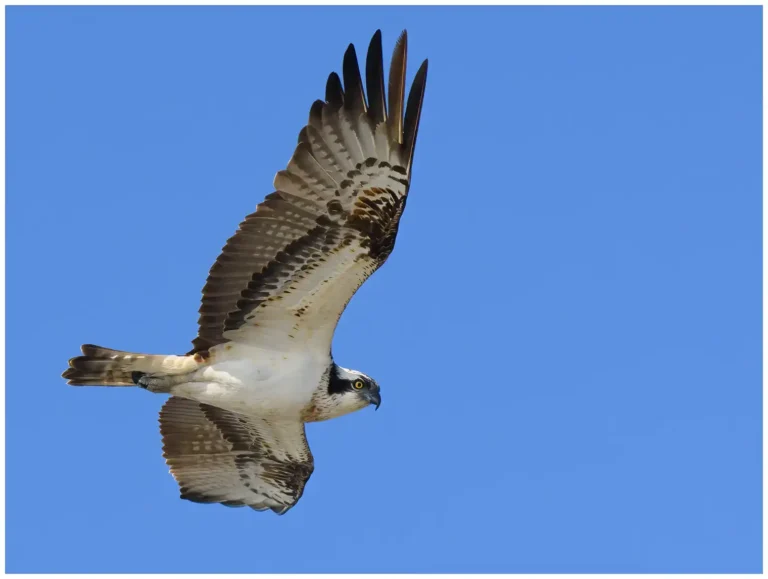 Fiskgjuse - Osprey fiskgjuse som flyger