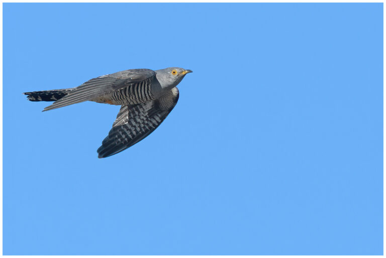 Gök - Common Cuckoo gök som flyger