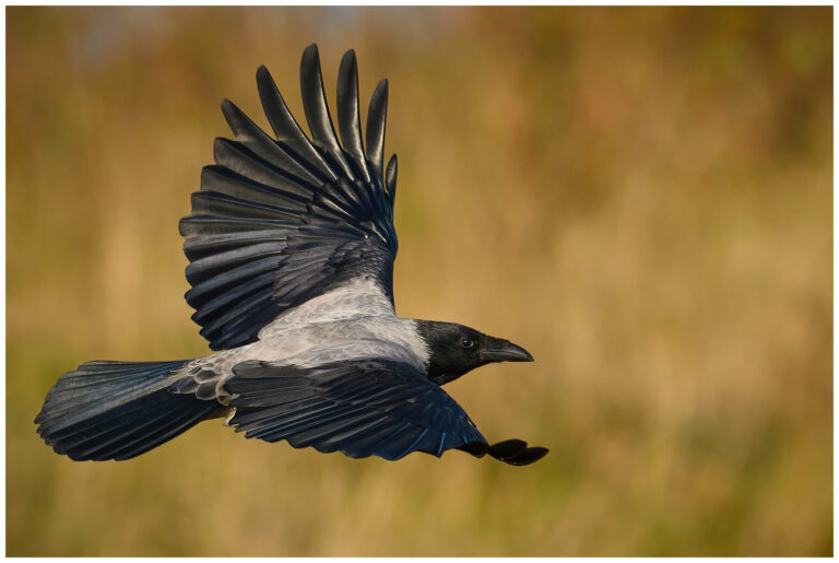 Gråkråka - Carrion Crow gråkråka flygande