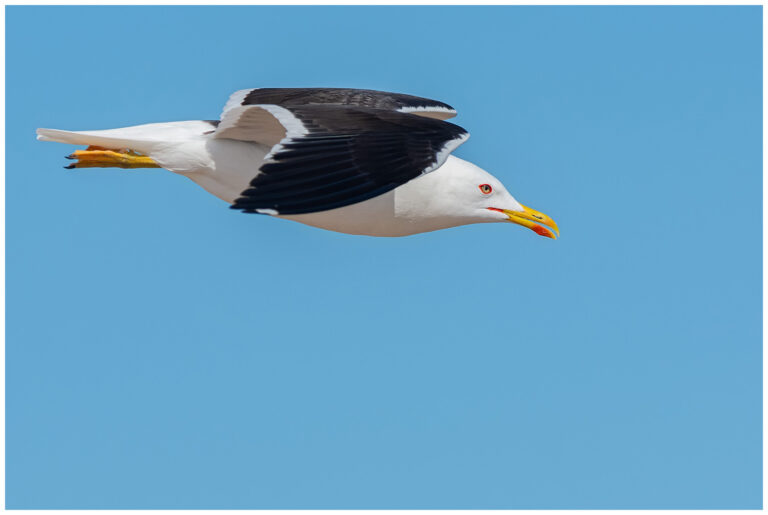 Silltrut - Lesser Black-backed Gull flygande silltrut