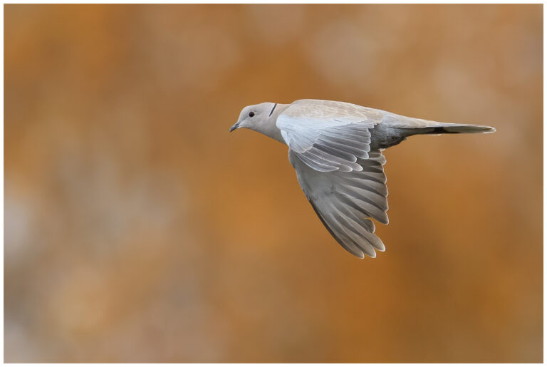 Några bilder på vackra fåglar