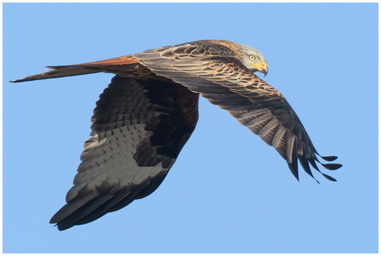 Röd Glada - Milvus milvus - red kite flygande
