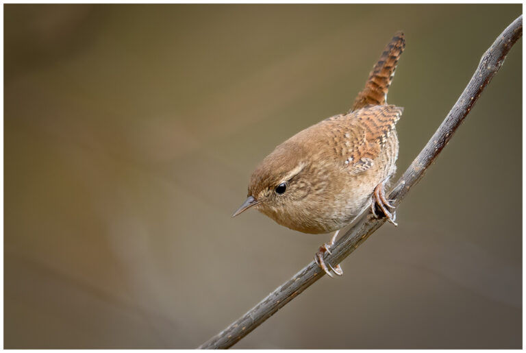 Gärdsmyg - Winter Wren födosökande gärdsmyg