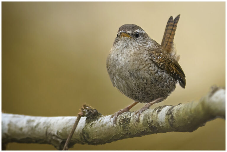 Gärdsmyg - Winter Wren Gärdsmyg på en gren med stjärten uppåt