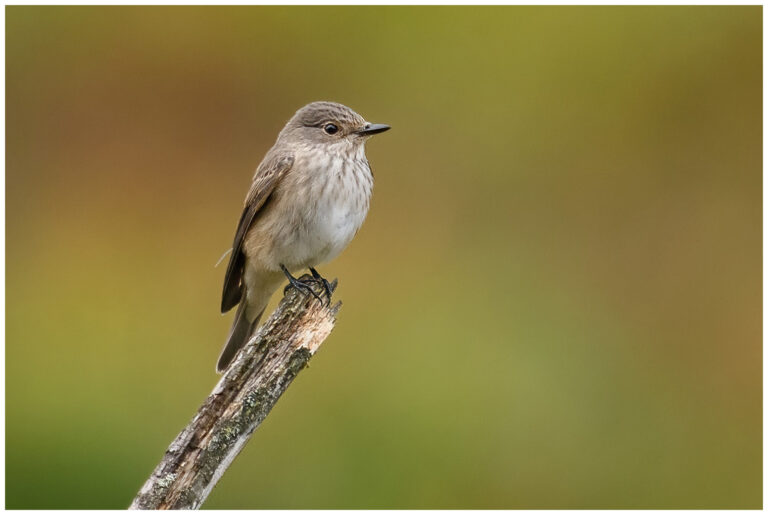grå flugsnappare på en pinne