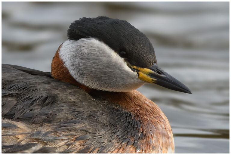 Gråhakedopping - Red-necked Grebe grahakedopping